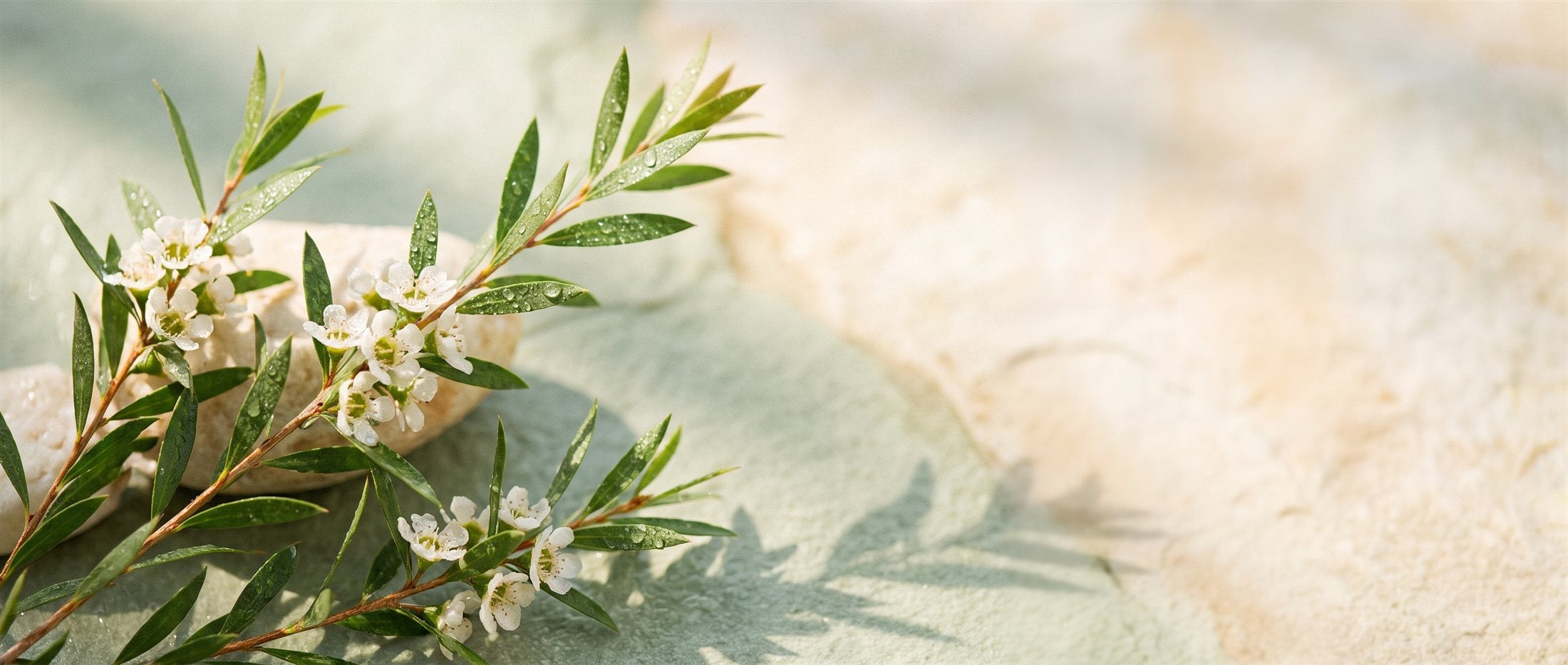 Fresh tea tree branches, the natural ingredient at the heart of Tealu