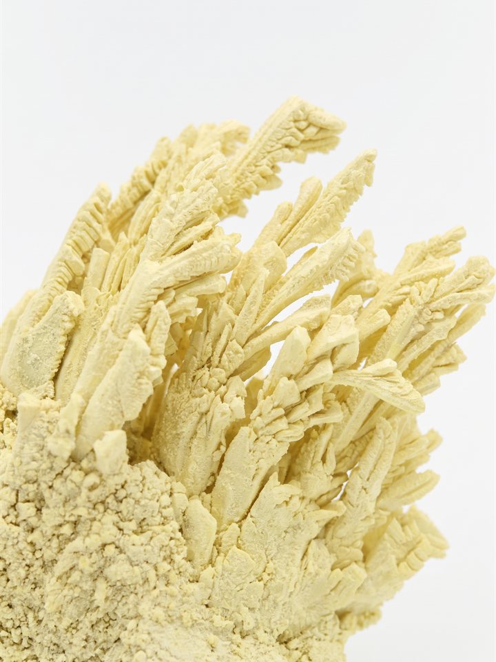 Sulphur Spring Extract