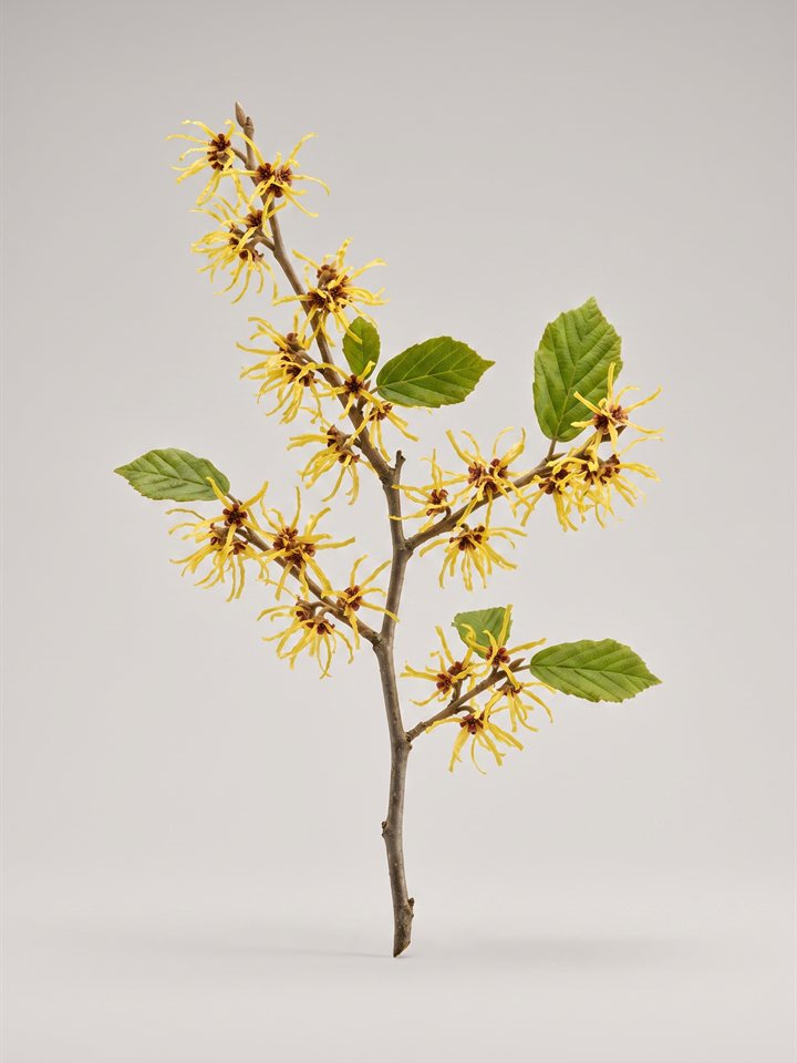 Witch Hazel